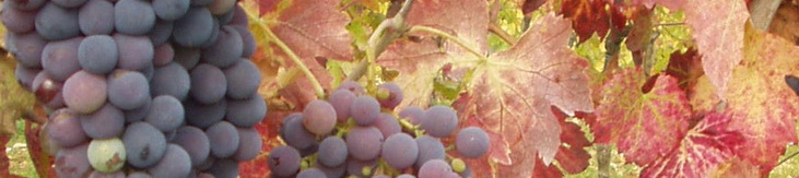 Chianti Classico Wine Tour